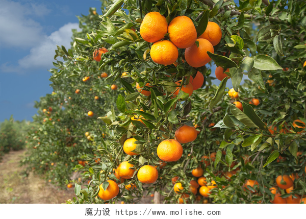 树上长满了成熟的橘子催熟橘子在树枝上